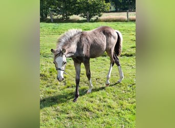 German Riding Pony Mix, Stallion, Foal (05/2025), 14,1 hh, Buckskin