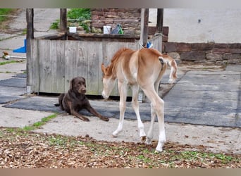 German Riding Pony, Stallion, , 14,1 hh, Chestnut