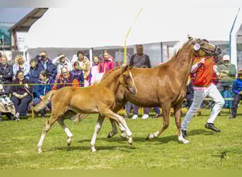 German Riding Pony, Stallion, Foal (04/2025), 14,1 hh, Chestnut-Red