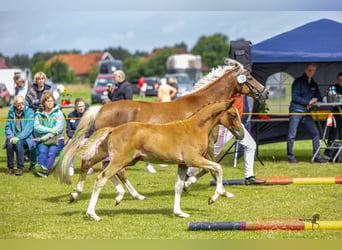 German Riding Pony, Stallion, Foal (04/2025), 14,1 hh, Chestnut-Red