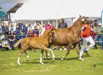 German Riding Pony, Stallion, Foal (04/2025), 14,1 hh, Chestnut-Red