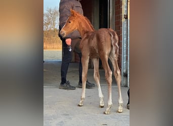 German Riding Pony, Stallion, Foal (03/2026), 14,1 hh, Chestnut-Red