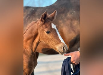 German Riding Pony, Stallion, Foal (03/2026), 14,1 hh, Chestnut-Red