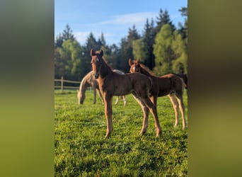German Riding Pony, Stallion, , 14,1 hh, Chestnut-Red