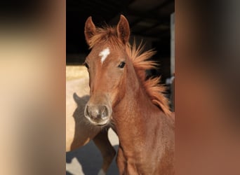 German Riding Pony, Stallion, Foal (03/2025), 14,1 hh, Chestnut-Red