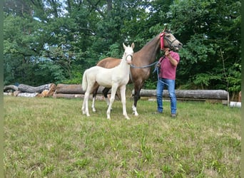 German Riding Pony, Stallion, Foal (04/2025), 14,1 hh, Cremello