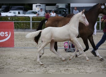 German Riding Pony, Stallion, Foal (04/2025), 14,1 hh, Cremello