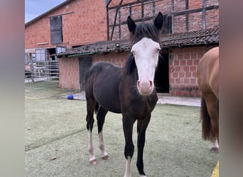 German Riding Pony Mix, Stallion, Foal (01/2025), 14,2 hh, Black