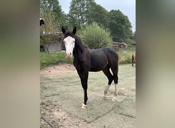 German Riding Pony Mix, Stallion, Foal (01/2025), 14,2 hh, Black