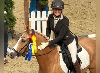 German Riding Pony, Stallion, , 14,2 hh, Brown