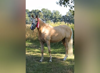 German Riding Pony, Stallion, Foal (04/2025), 14,2 hh, Brown