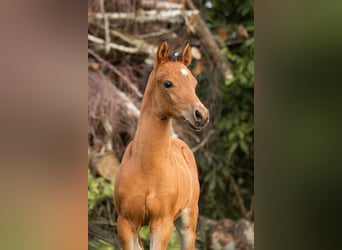 German Riding Pony, Stallion, Foal (04/2025), 14,2 hh, Brown-Light