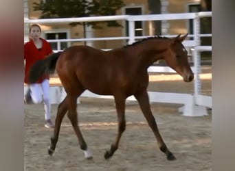German Riding Pony, Stallion, Foal (04/2025), 14,2 hh, Brown-Light