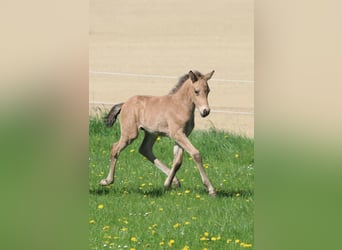 German Riding Pony, Stallion, , 14,2 hh, Buckskin