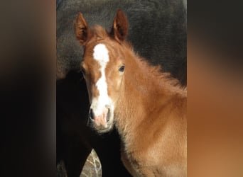 German Riding Pony, Stallion, , 14,2 hh, Chestnut