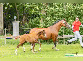 German Riding Pony, Stallion, Foal (05/2025), 14,2 hh, Chestnut-Red