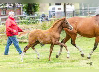 German Riding Pony, Stallion, Foal (05/2025), 14,2 hh, Chestnut-Red