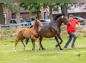 German Riding Pony, Stallion, Foal (03/2025), 14,2 hh, Chestnut-Red