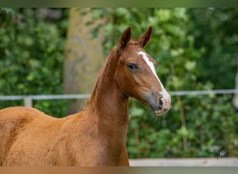 German Riding Pony, Stallion, Foal (03/2025), 14,2 hh, Chestnut-Red