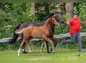 German Riding Pony, Stallion, Foal (03/2025), 14,2 hh, Chestnut-Red