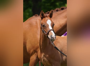 German Riding Pony, Stallion, , 14,2 hh, Chestnut-Red