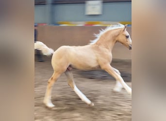 German Riding Pony, Stallion, , 14,2 hh, Palomino