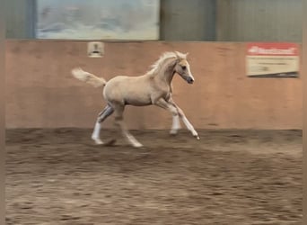 German Riding Pony, Stallion, , 14,2 hh, Palomino