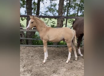 German Riding Pony, Stallion, , 14,2 hh, Palomino