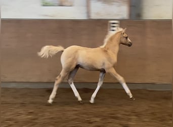 German Riding Pony, Stallion, , 14,2 hh, Palomino