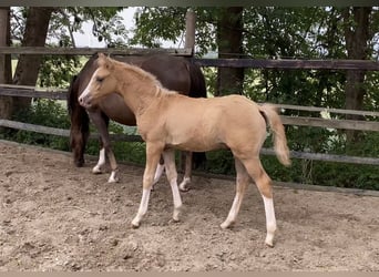 German Riding Pony, Stallion, , 14,2 hh, Palomino