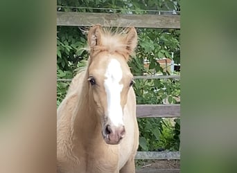 German Riding Pony, Stallion, , 14,2 hh, Palomino