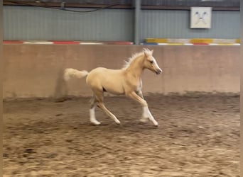 German Riding Pony, Stallion, , 14,2 hh, Palomino