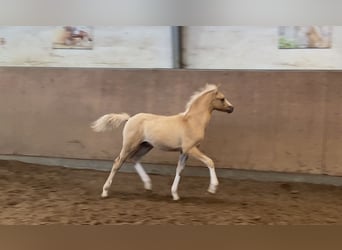 German Riding Pony, Stallion, , 14,2 hh, Palomino