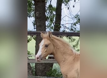 German Riding Pony, Stallion, , 14,2 hh, Palomino