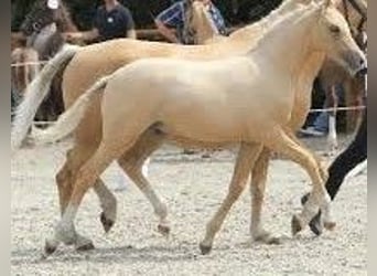 German Riding Pony, Stallion, Foal (04/2025), 14,2 hh, Palomino