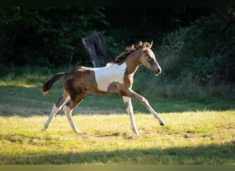 German Riding Pony, Stallion, Foal (06/2025), 14,2 hh, Pinto