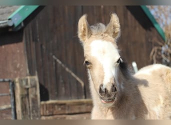German Riding Pony, Stallion, , 14,2 hh, Pinto