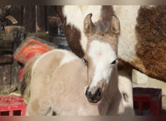 German Riding Pony, Stallion, , 14,2 hh, Pinto