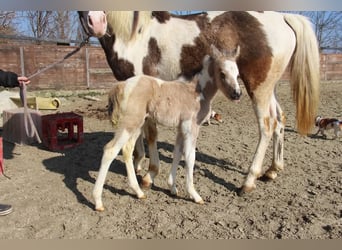 German Riding Pony, Stallion, , 14,2 hh, Pinto