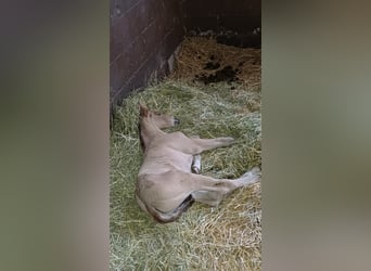 German Riding Pony, Stallion, Foal (05/2026), 15.1 hh, Buckskin