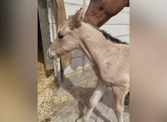 German Riding Pony, Stallion, Foal (05/2026), 15.1 hh, Buckskin