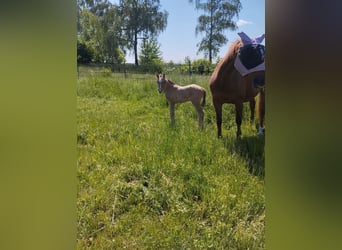 German Riding Pony, Stallion, Foal (05/2026), 15.1 hh, Buckskin
