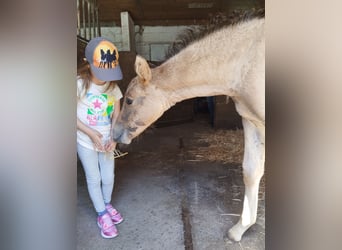 German Riding Pony, Stallion, Foal (05/2026), 15.1 hh, Buckskin