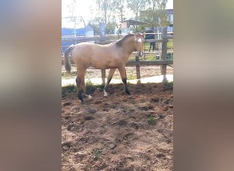 German Riding Pony, Stallion, Foal (05/2026), 15.1 hh, Dun