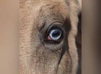 German Riding Pony, Stallion, Foal (04/2026), 15,1 hh, Buckskin