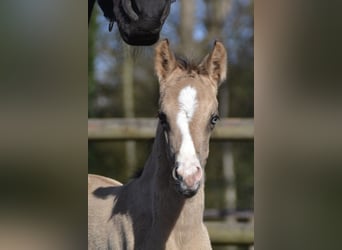 German Riding Pony, Stallion, Foal (04/2026), 15,1 hh, Buckskin