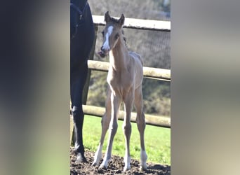 German Riding Pony, Stallion, Foal (04/2026), 15,1 hh, Buckskin