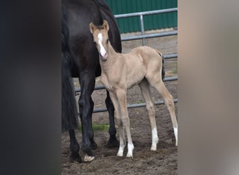 German Riding Pony, Stallion, Foal (04/2026), 15,1 hh, Buckskin