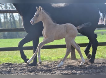 German Riding Pony, Stallion, Foal (04/2026), 15,1 hh, Buckskin
