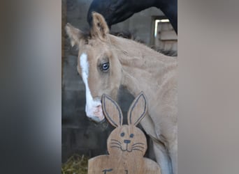 German Riding Pony, Stallion, Foal (04/2026), 15,1 hh, Buckskin